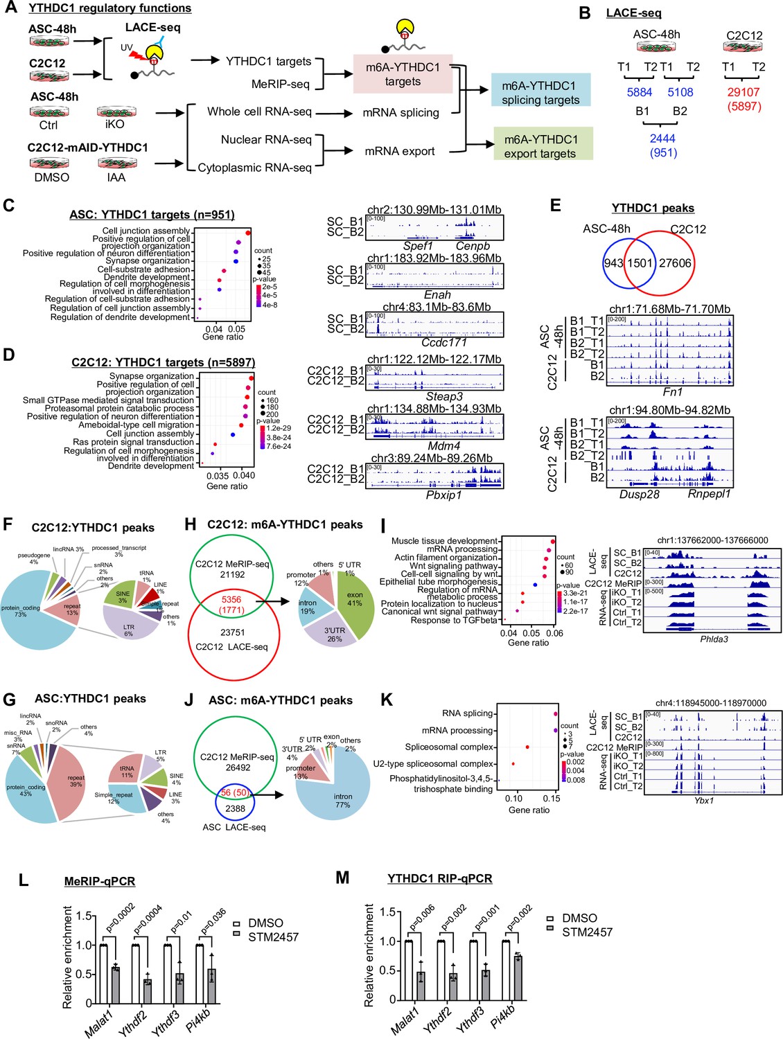 Nuclear m6A reader YTHDC1 promotes muscle stem cell