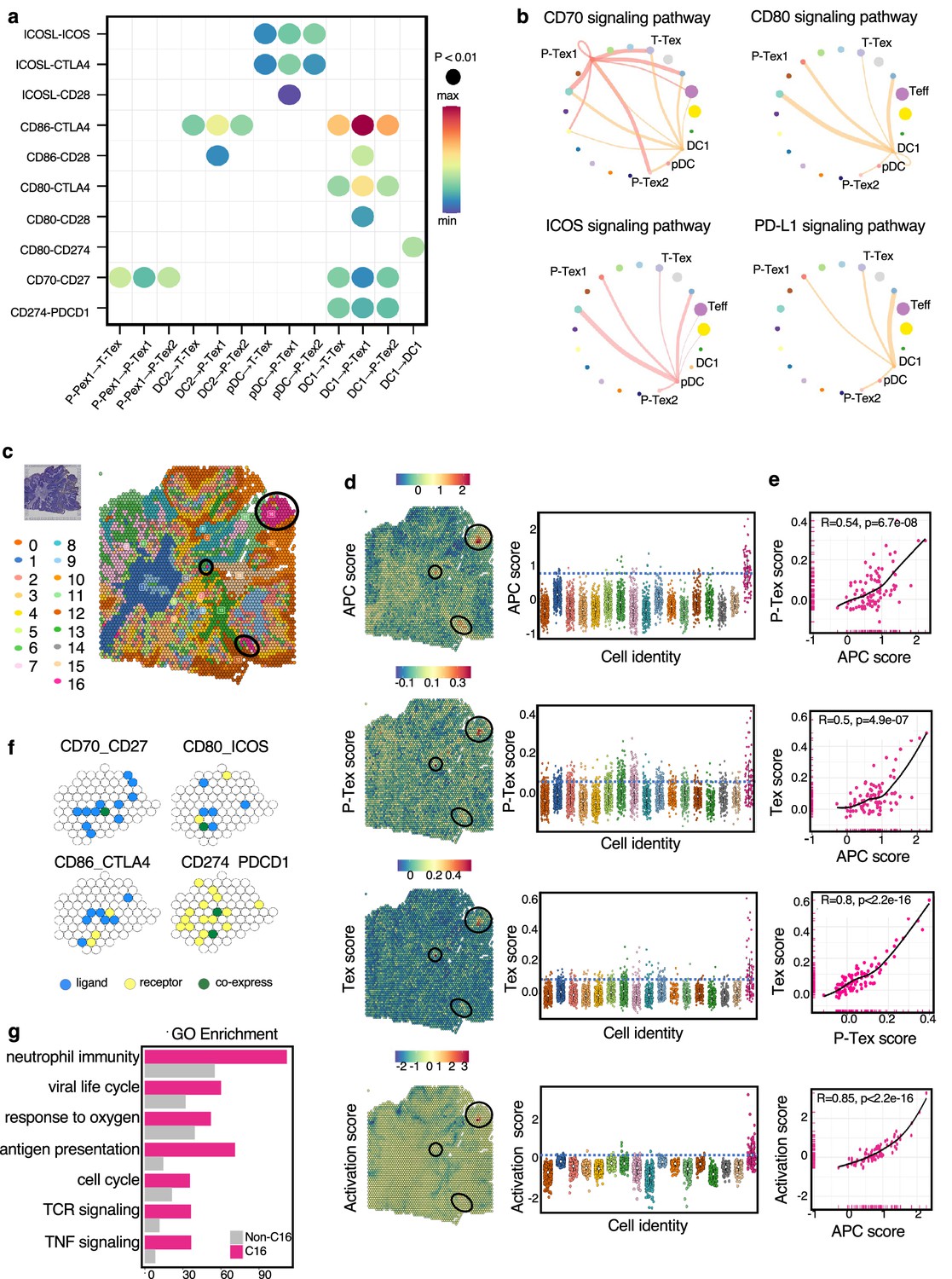 Frontiers  The development of CD8 T-cell exhaustion heterogeneity and the  therapeutic potentials in cancer
