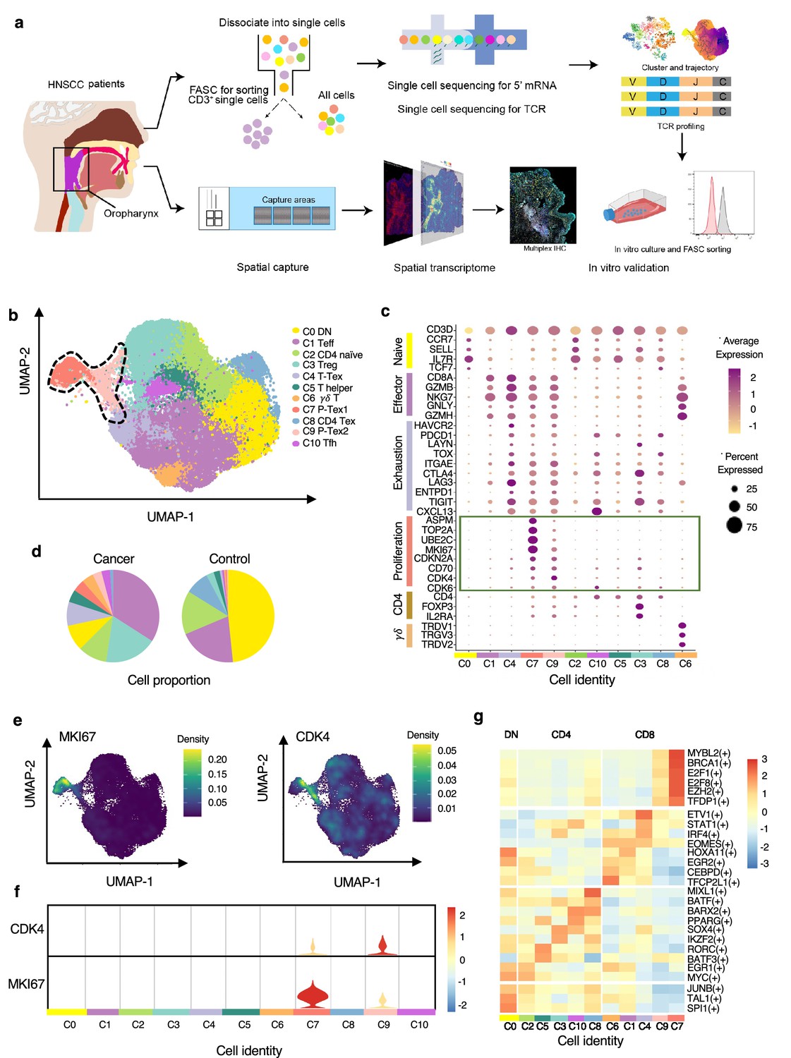 Figures And Data In Proliferative Exhausted CD8 T Cells Exacerbate