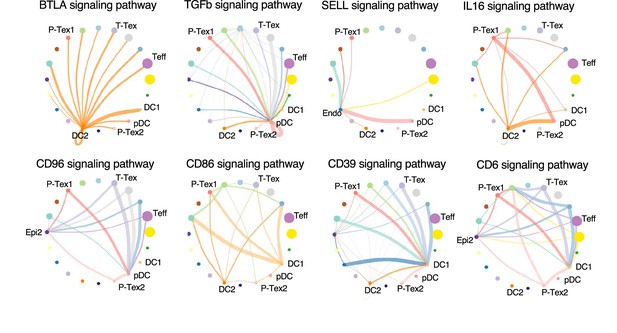 Figures And Data In Proliferative Exhausted CD8 T Cells Exacerbate