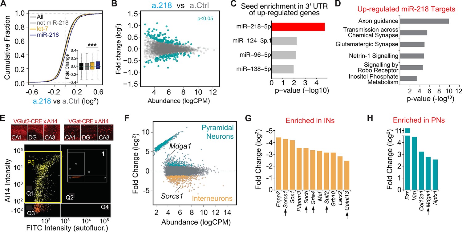 Figures and data in MicroRNA-218 instructs proper assembly of ...