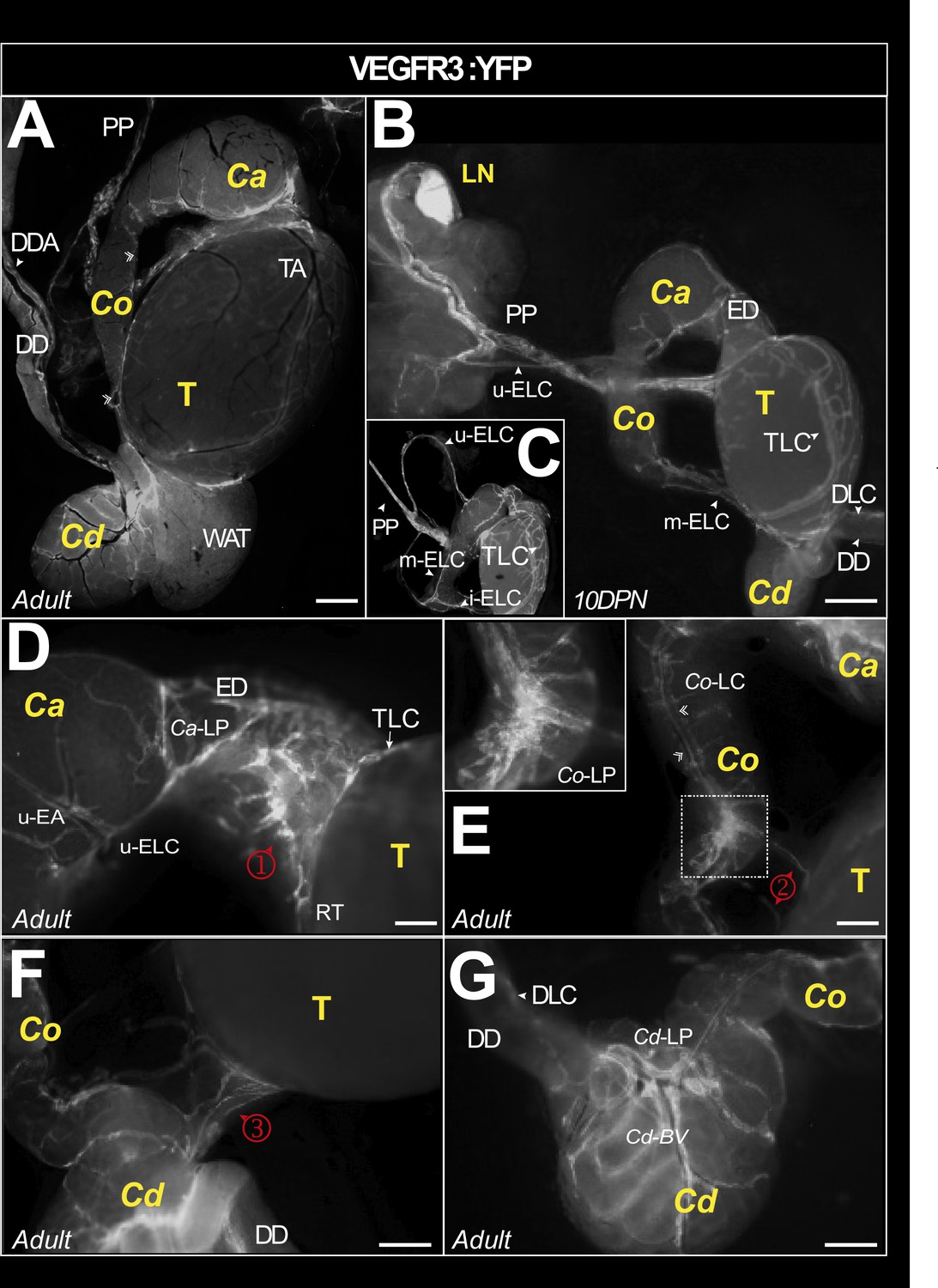 Three-dimensional imaging of vascular development in the mouse ...