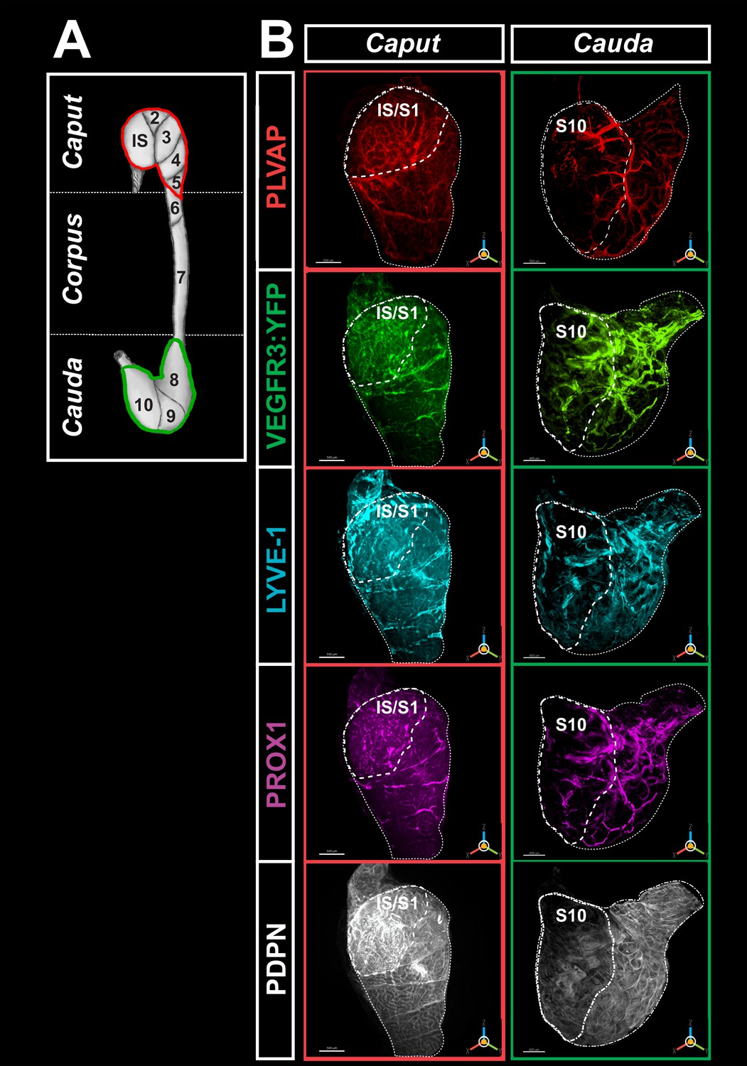 Three Dimensional Imaging Of Vascular Development In The Mouse