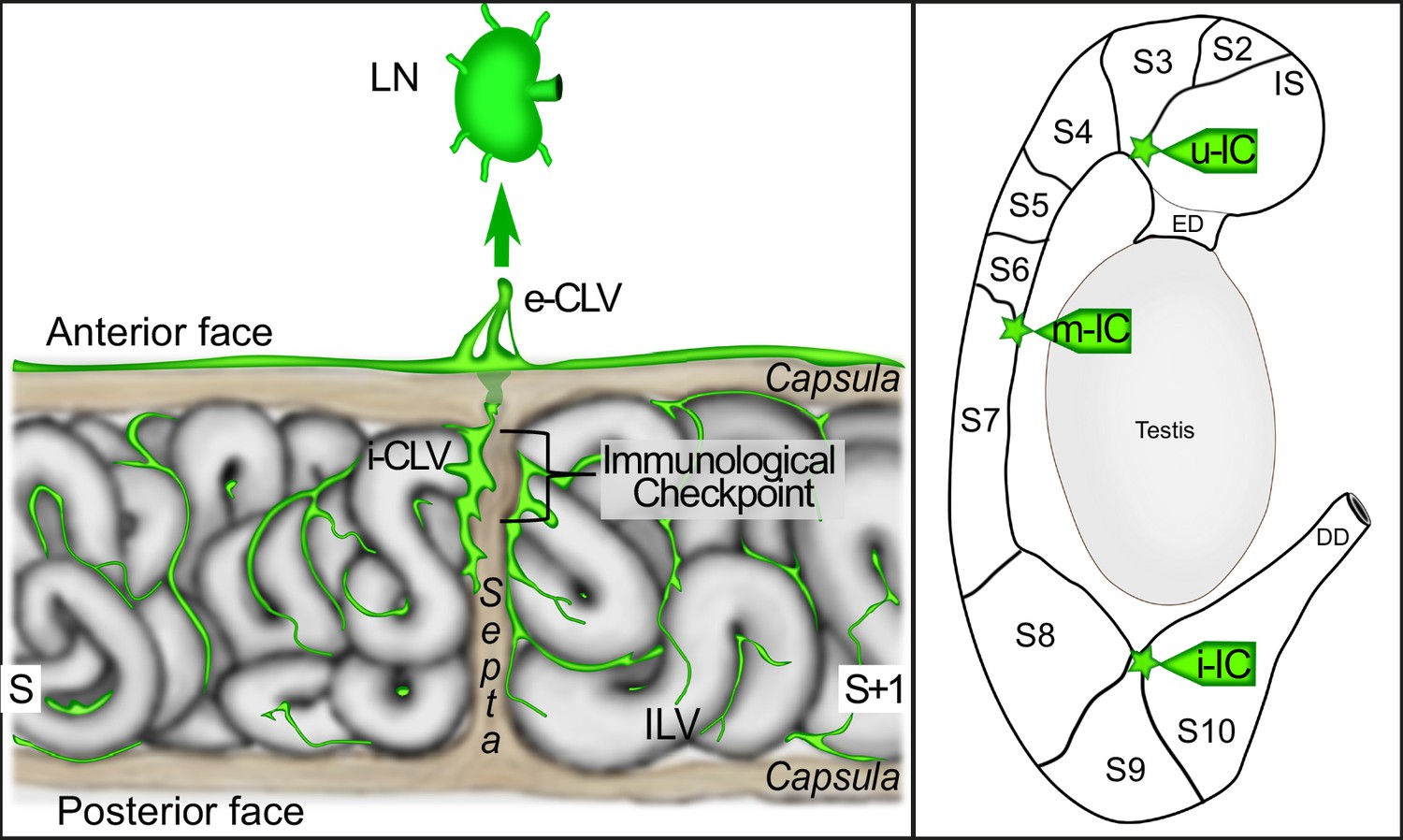 Three-dimensional imaging of vascular development in the mouse ...