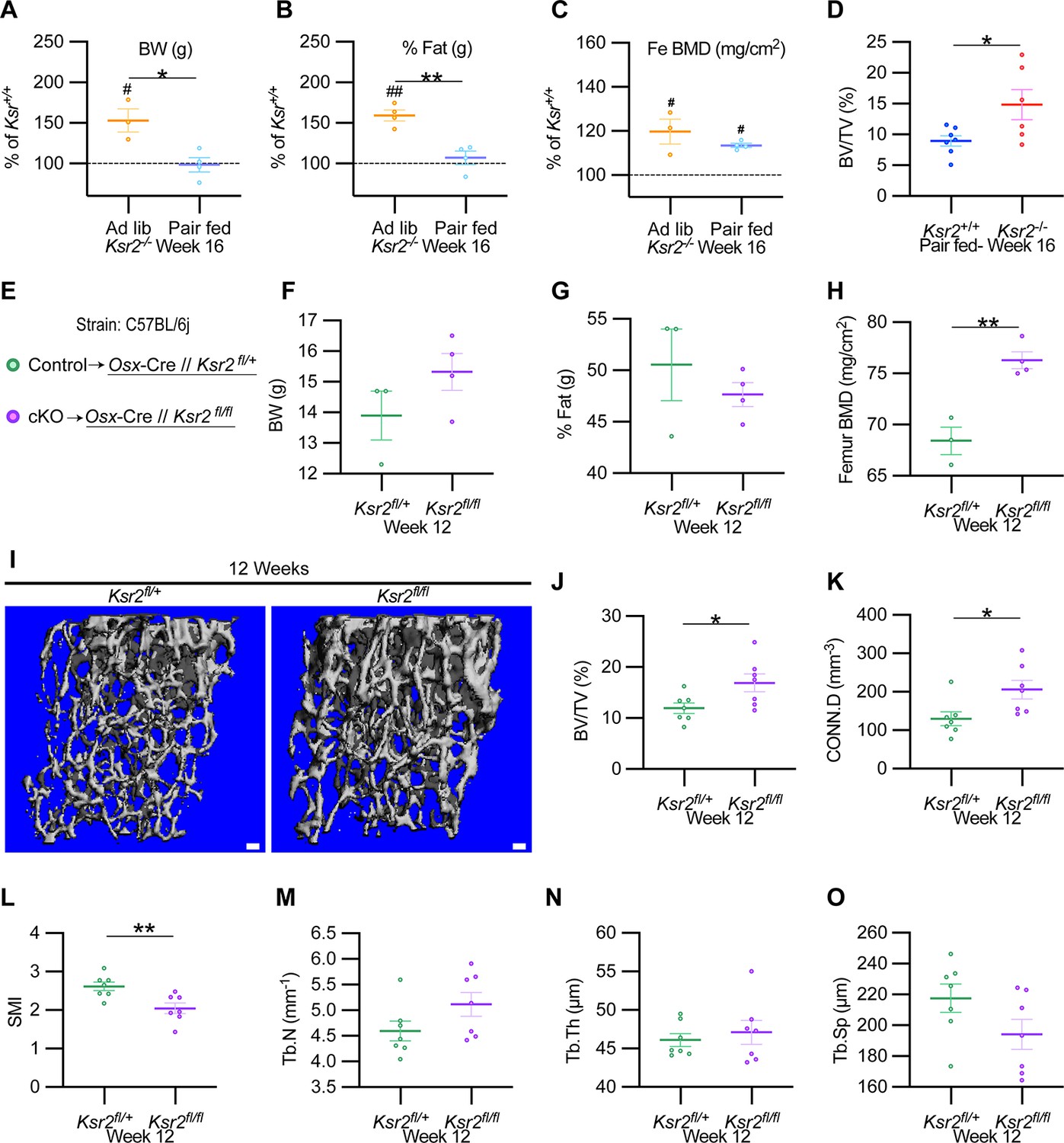 Contrasting effects of Ksr2, an obesity gene, on trabecular bone volume and  bone marrow adiposity | eLife