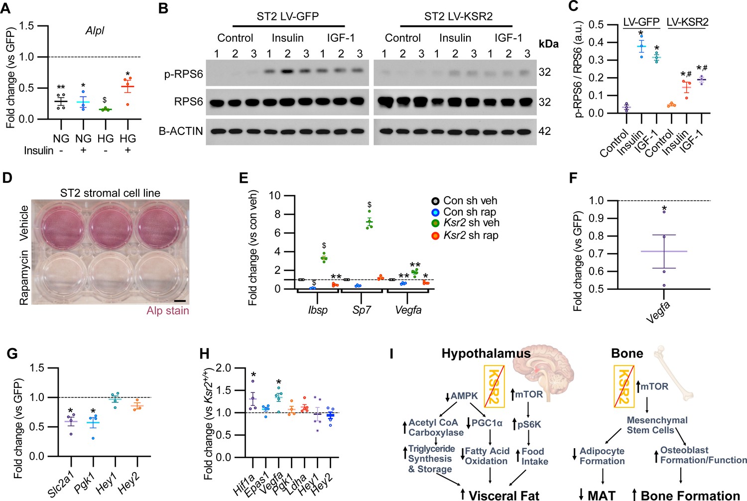 Contrasting effects of Ksr2, an obesity gene, on trabecular bone volume and  bone marrow adiposity | eLife