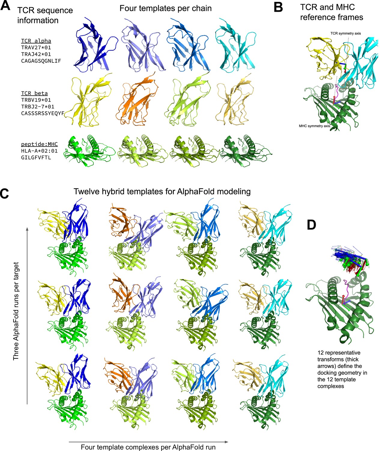 Structure Based Prediction Of T Cell Receptor Peptide Mhc Interactions