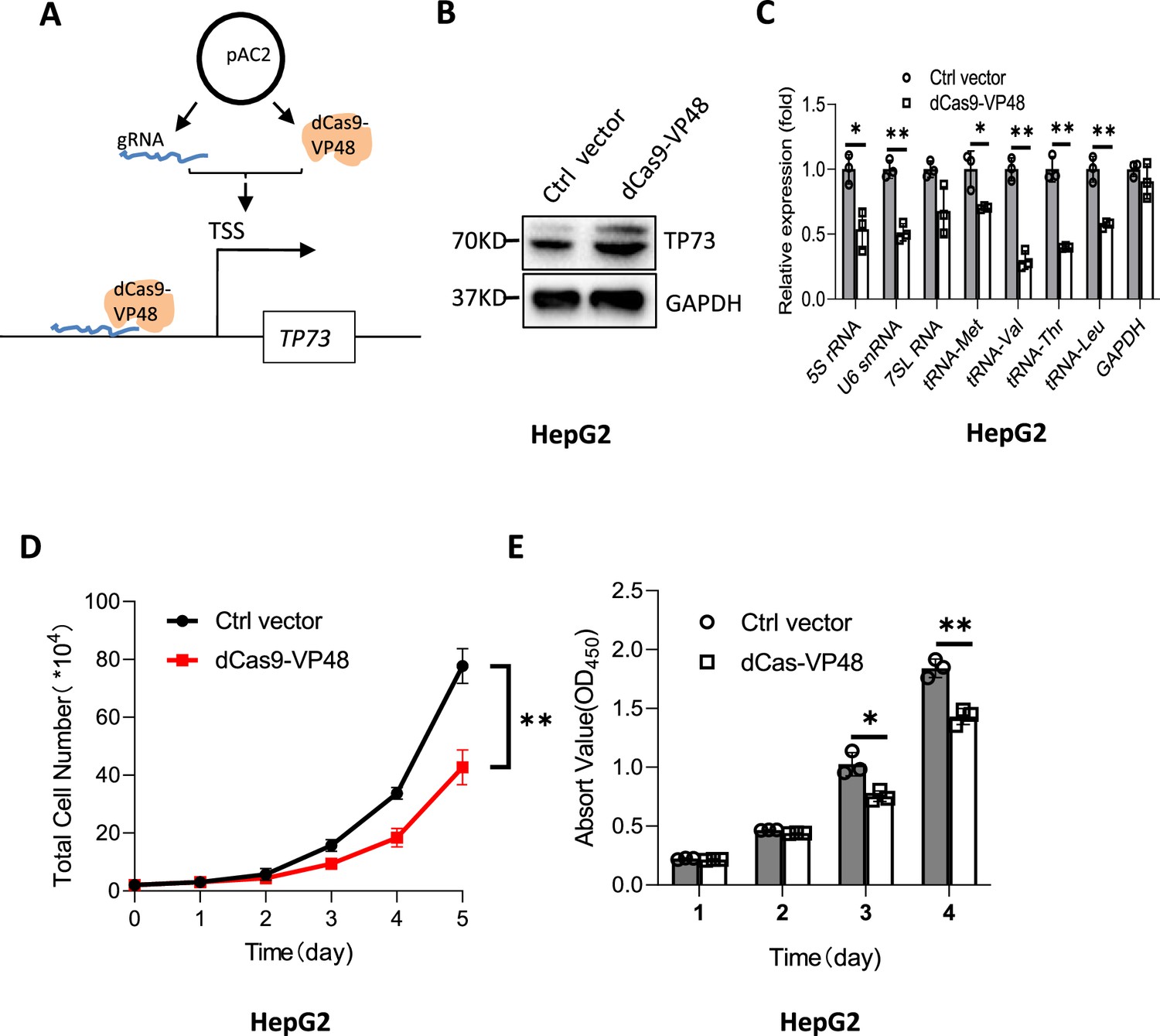 Figures And Data In Stat3 Promotes Rna Polymerase Iii Directed Transcription By Controlling The