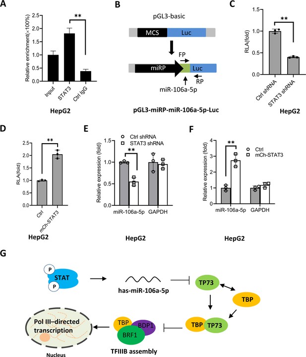 Stat3 Promotes Rna Polymerase Iii Directed Transcription By Controlling