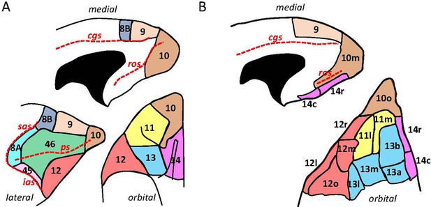 Cytoarchitectonic, receptor distribution and functional connectivity ...