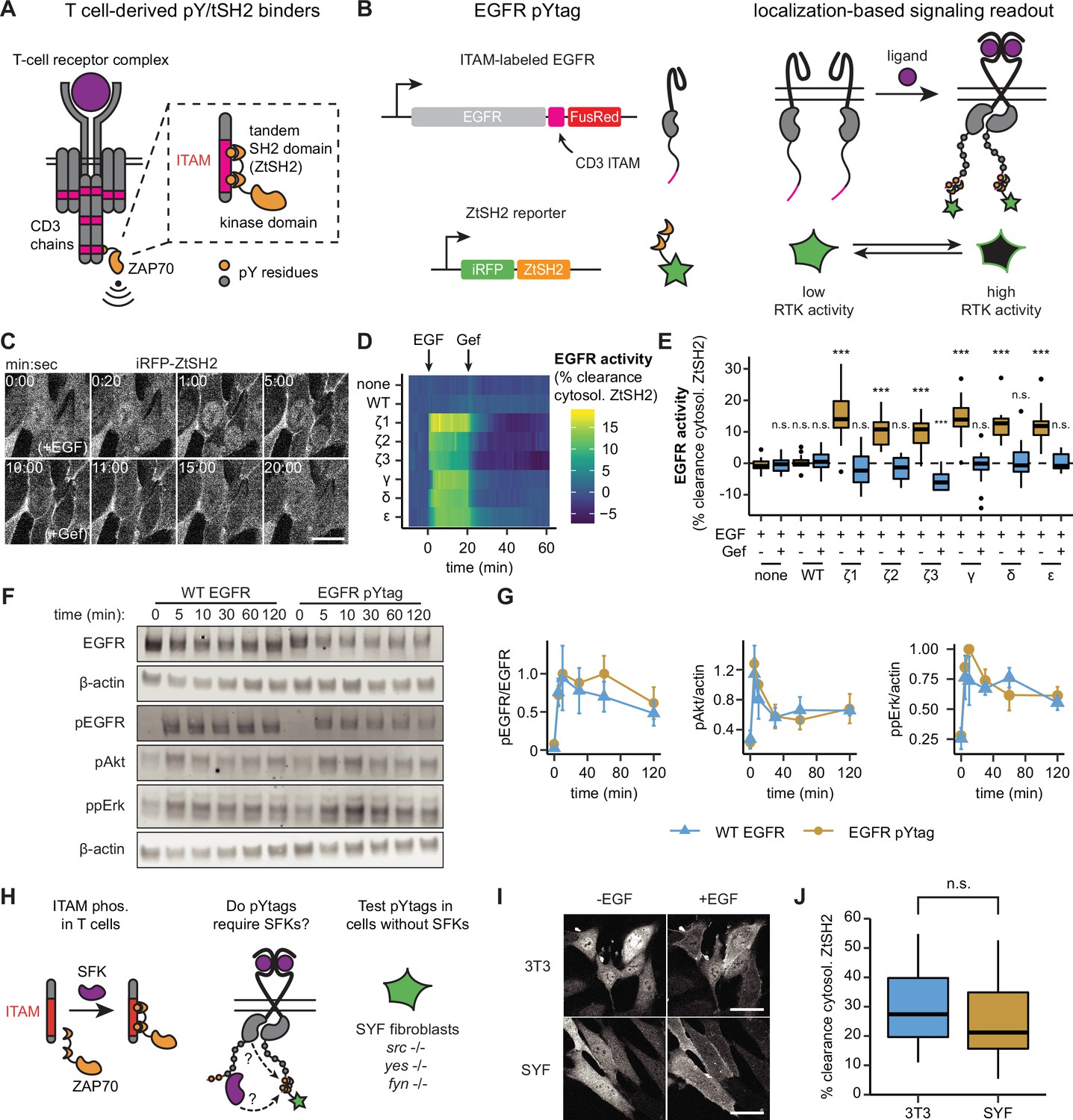 pYtags enable spatiotemporal measurements of receptor tyrosine kinase ...