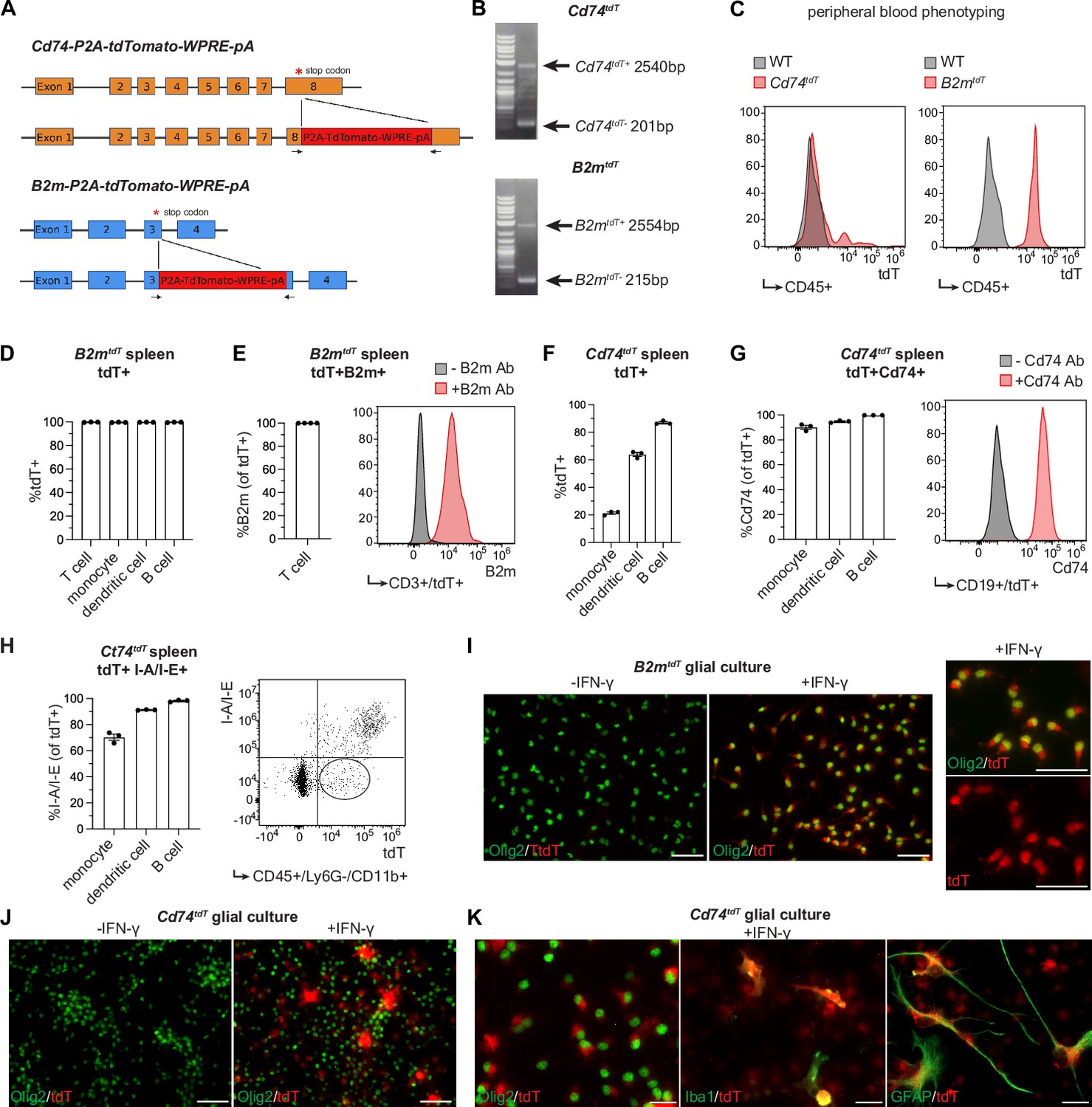 MHC class I and MHC class II reporter mice enable analysis of immune ...