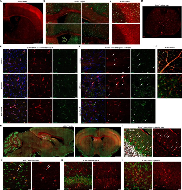 MHC Class I And MHC Class II Reporter Mice Enable Analysis Of Immune ...