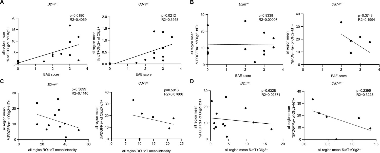 Figures And Data In MHC Class I And MHC Class II Reporter Mice Enable ...