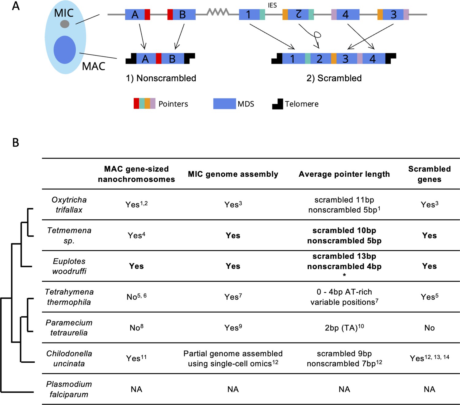 Comparative Genomics Reveals Insight Into The Evolutionary Origin Of ...