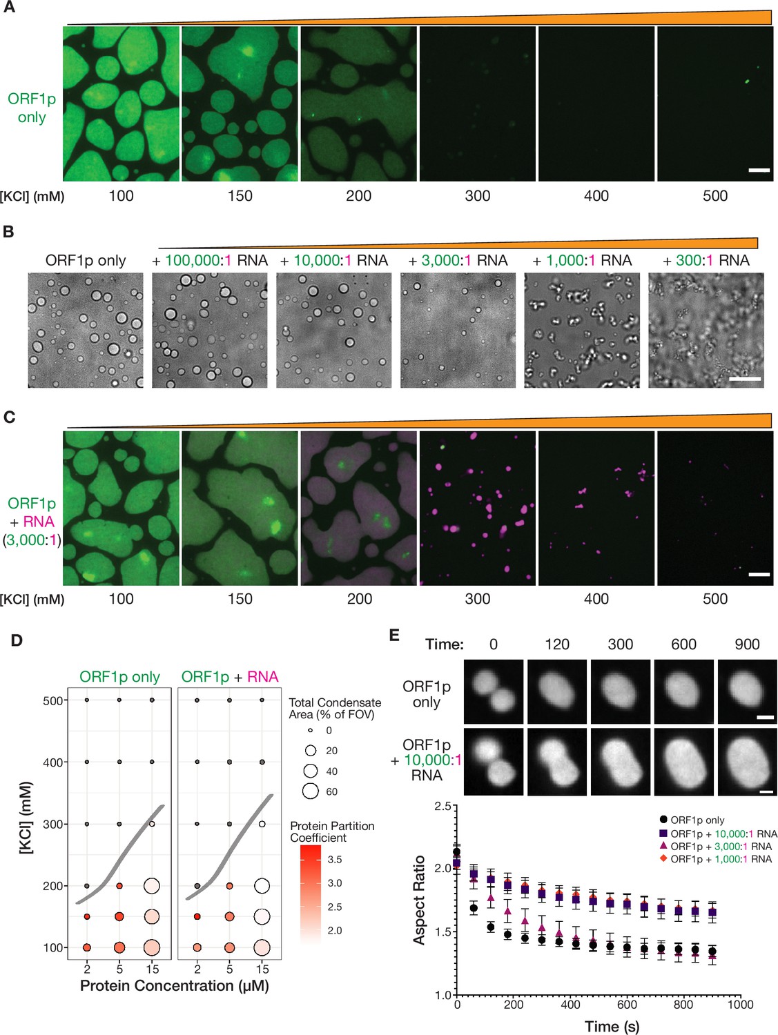 Condensation of LINE-1 is critical for retrotransposition | eLife