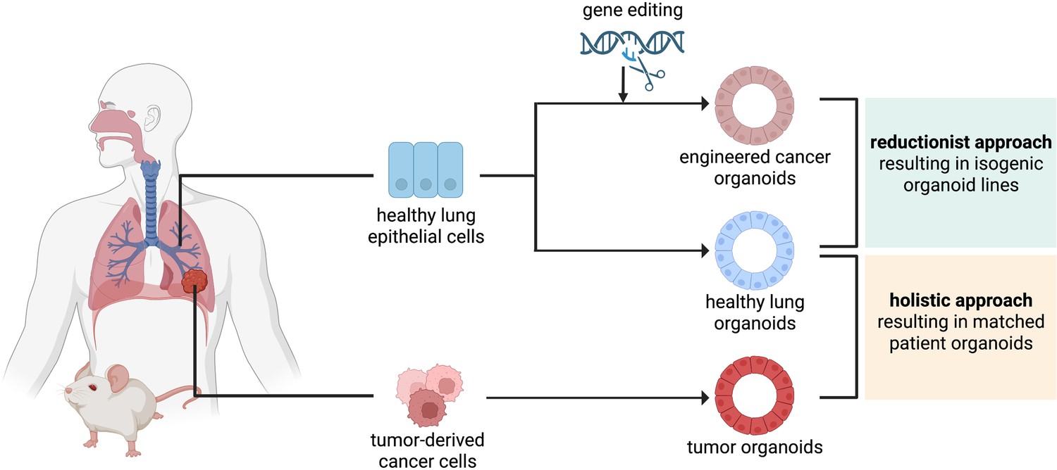 The role of macrophages in non-small cell lung cancer and