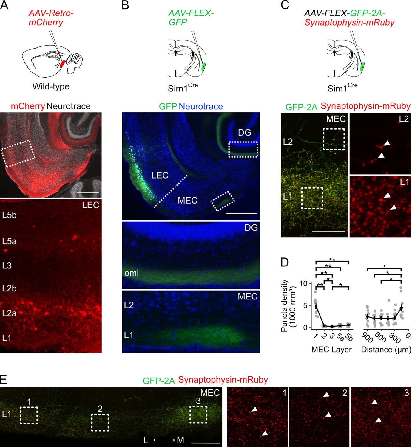 Alice prinsesse Stor eg Fan cells in lateral entorhinal cortex directly influence medial entorhinal  cortex through synaptic connections in layer 1 | eLife