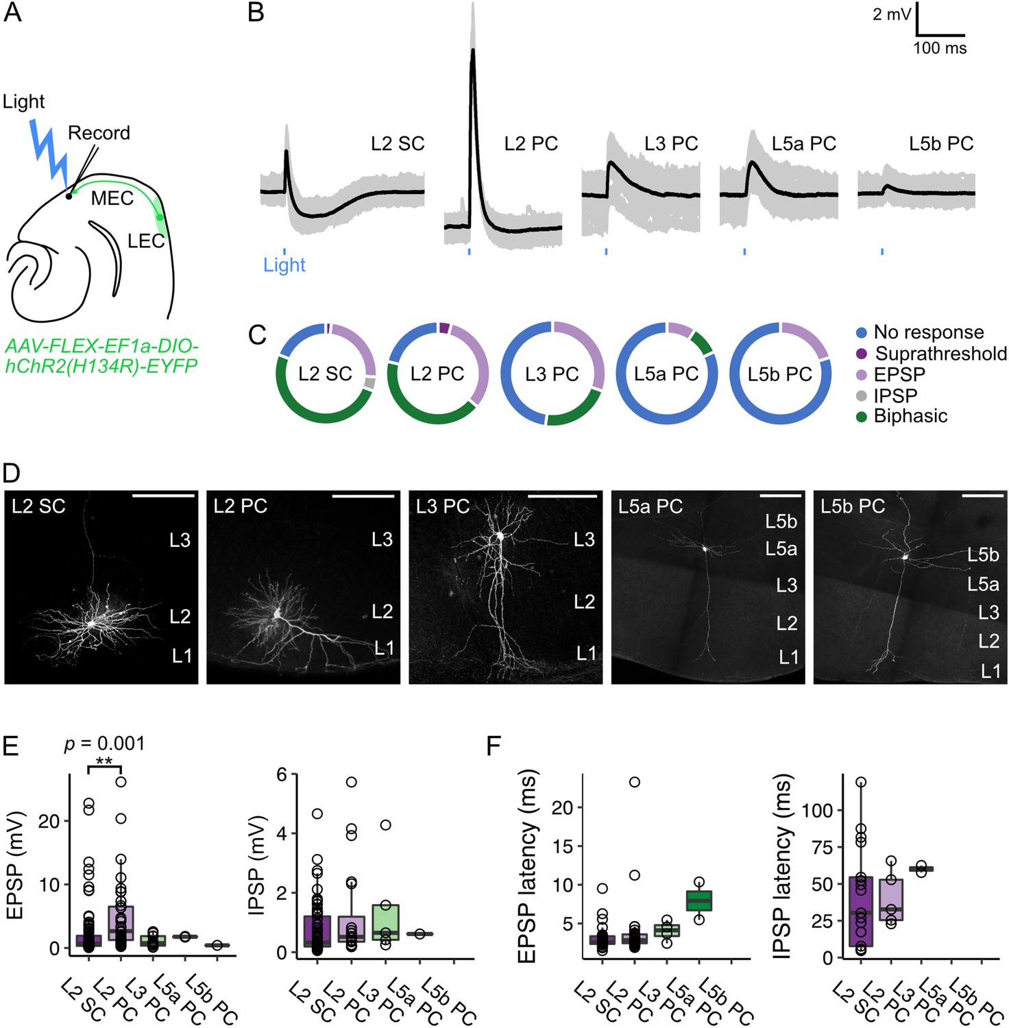 Alice prinsesse Stor eg Fan cells in lateral entorhinal cortex directly influence medial entorhinal  cortex through synaptic connections in layer 1 | eLife