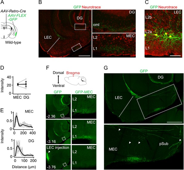 Fan Cells In Lateral Entorhinal Cortex Directly Influence Medial