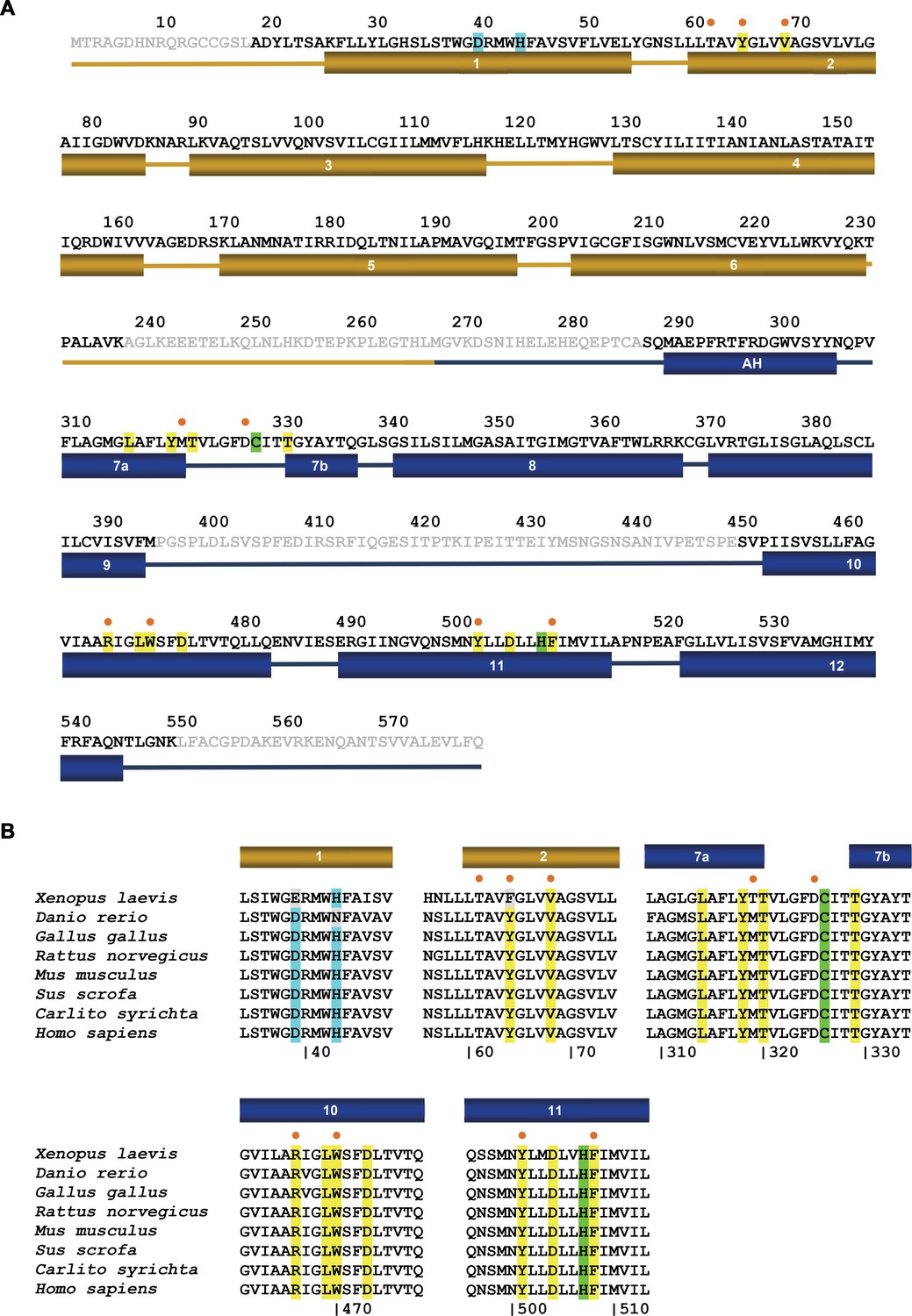 Figures and data in Structures of ferroportin in complex with its ...