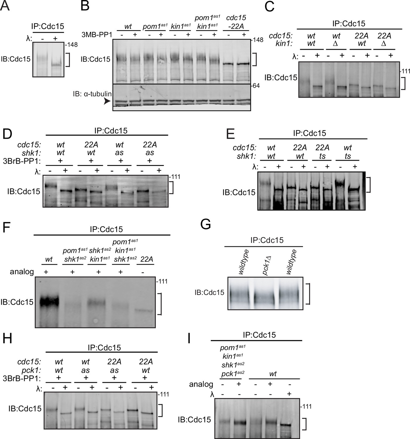 Multiple polarity kinases inhibit phase separation of F-BAR