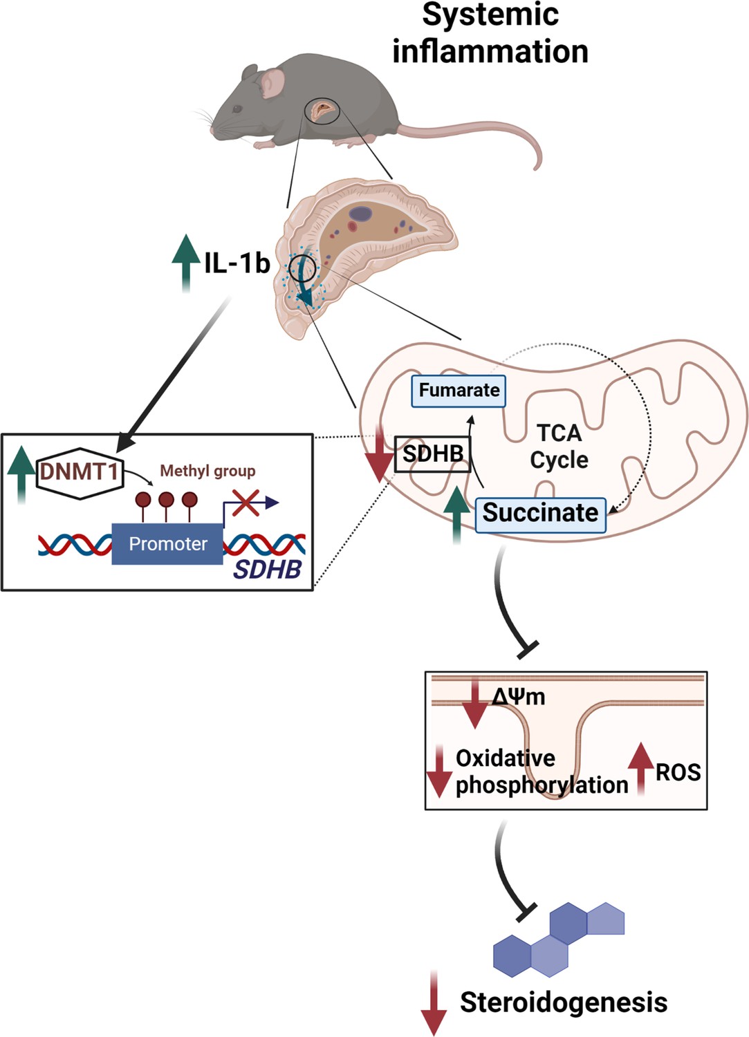 Succinate mediates inflammation-induced adrenocortical dysfunction | eLife