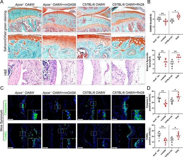 Down-regulated GAS6 impairs synovial macrophage efferocytosis and ...