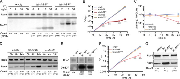 Roles for mycobacterial DinB2 in frameshift and substitution ...