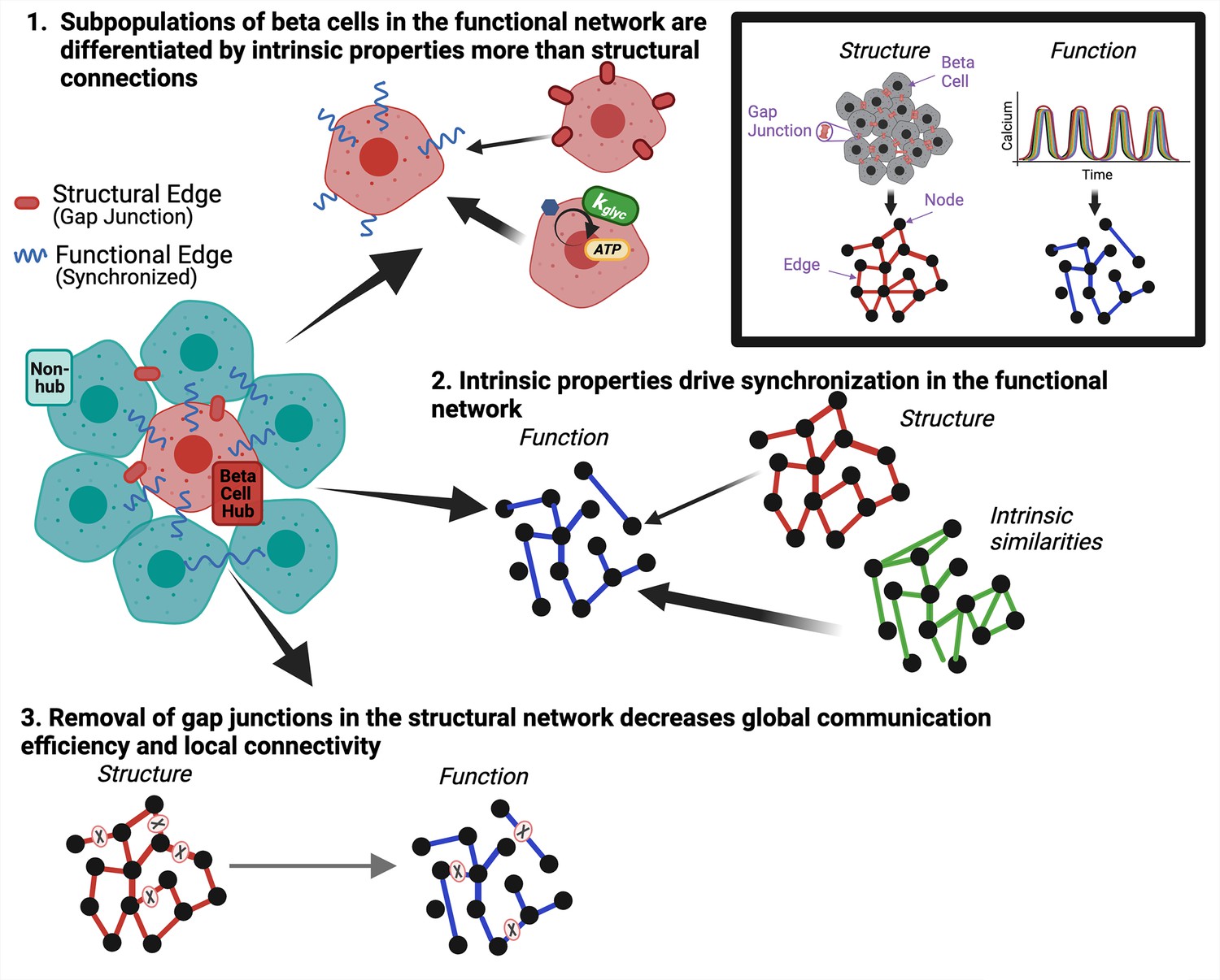 β-cell Intrinsic Dynamics Rather Than Gap Junction Structure Dictates ...