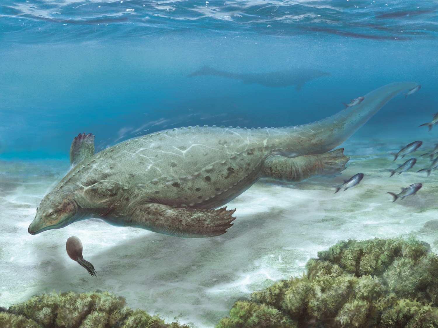 An armoured marine reptile from the Early Triassic of South China and ...