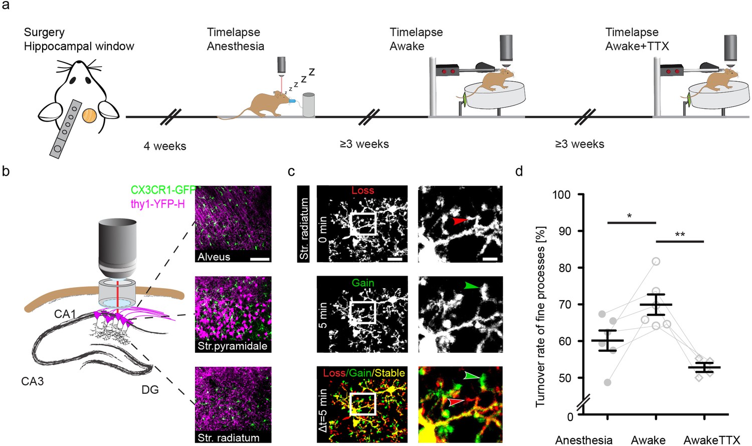 Microglial motility is modulated by neuronal activity and