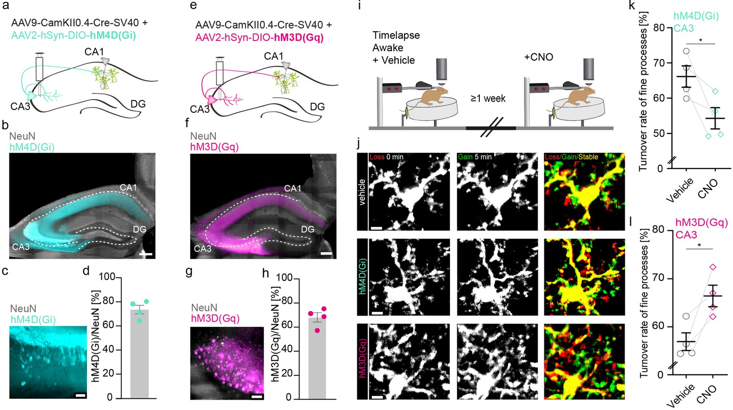 Microglial motility is modulated by neuronal activity and