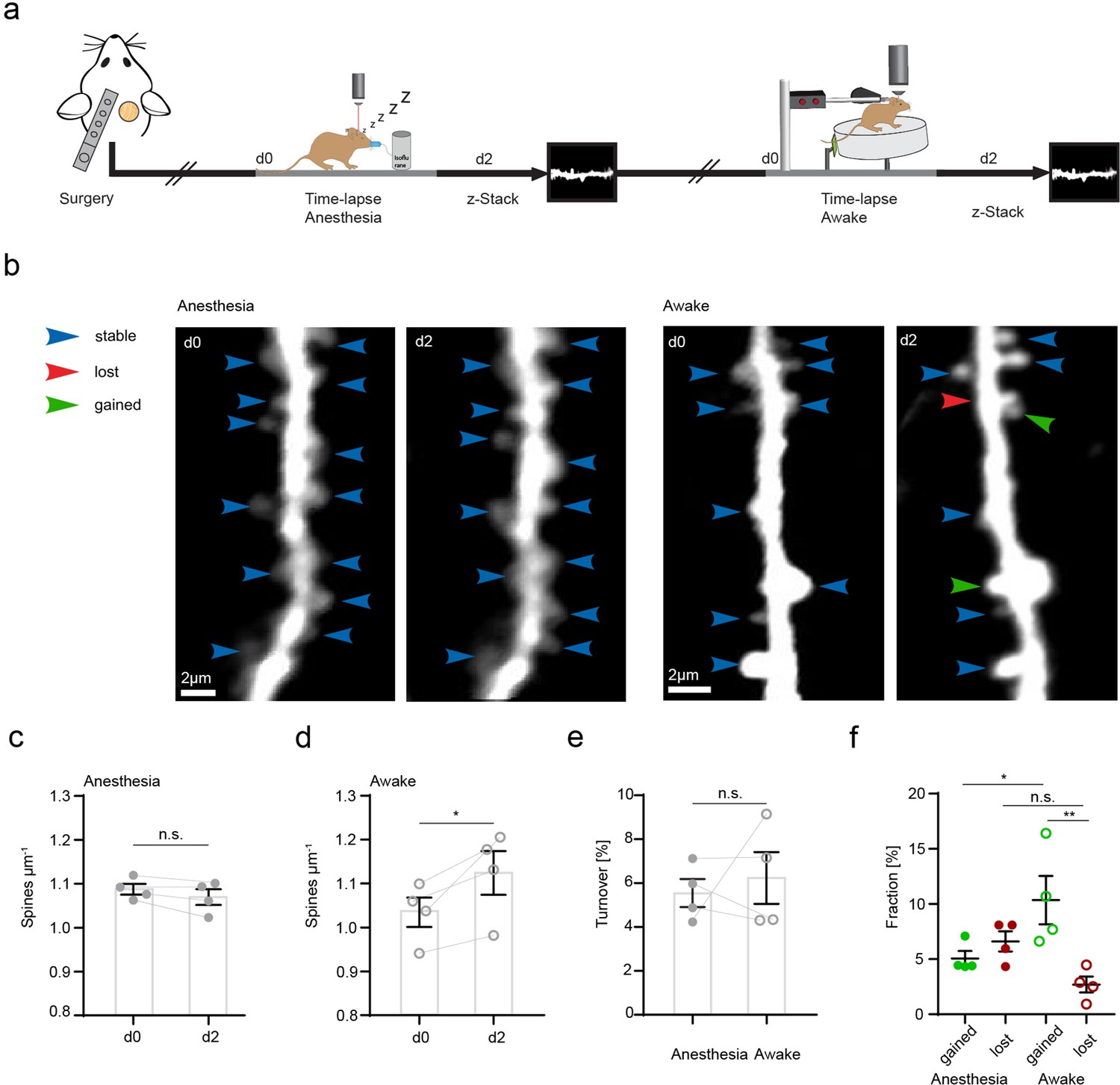 Microglial motility is modulated by neuronal activity and