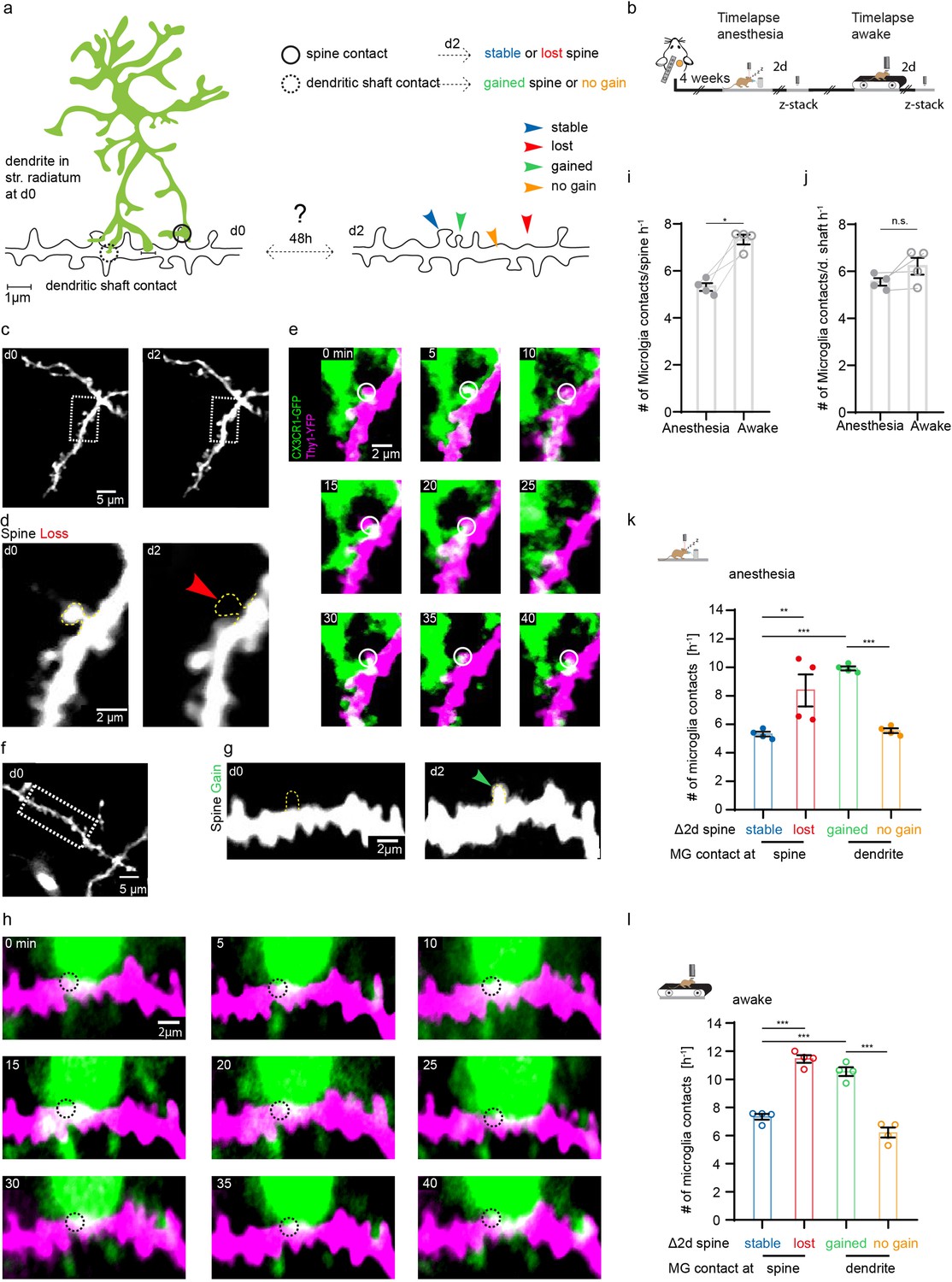 Microglial motility is modulated by neuronal activity and