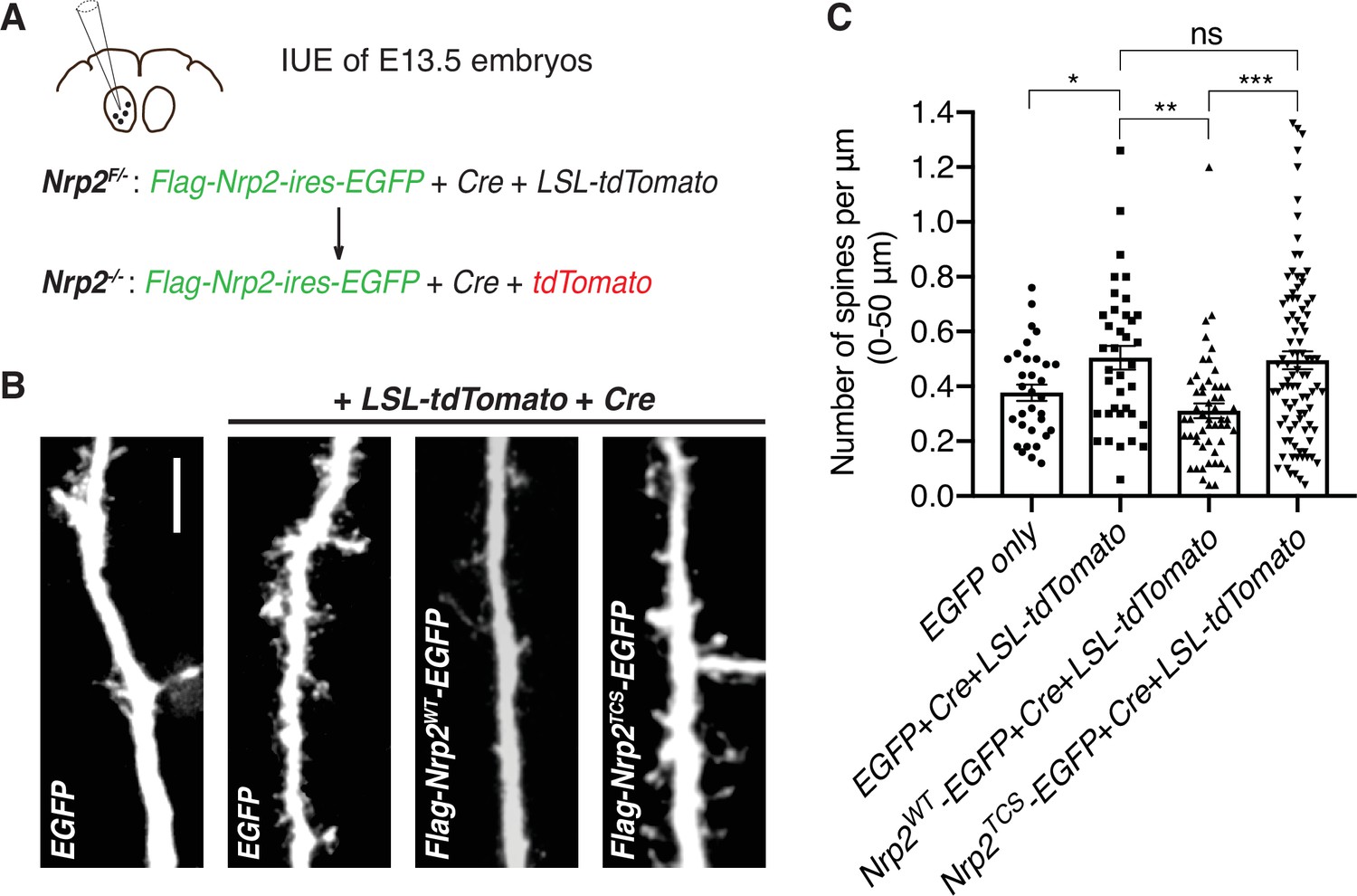 Palmitoylation regulates neuropilin-2 localization and function in 