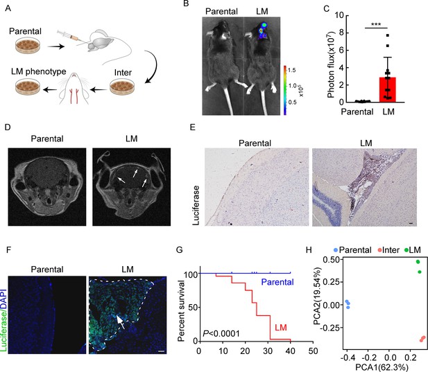 VLA-4 Suppression By Senescence Signals Regulates Meningeal Immunity ...