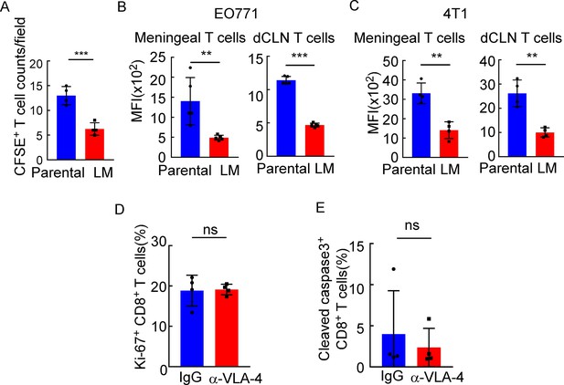 Figures And Data In VLA-4 Suppression By Senescence Signals Regulates ...