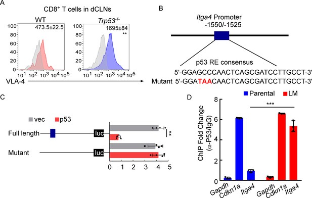 VLA-4 Suppression By Senescence Signals Regulates Meningeal Immunity ...