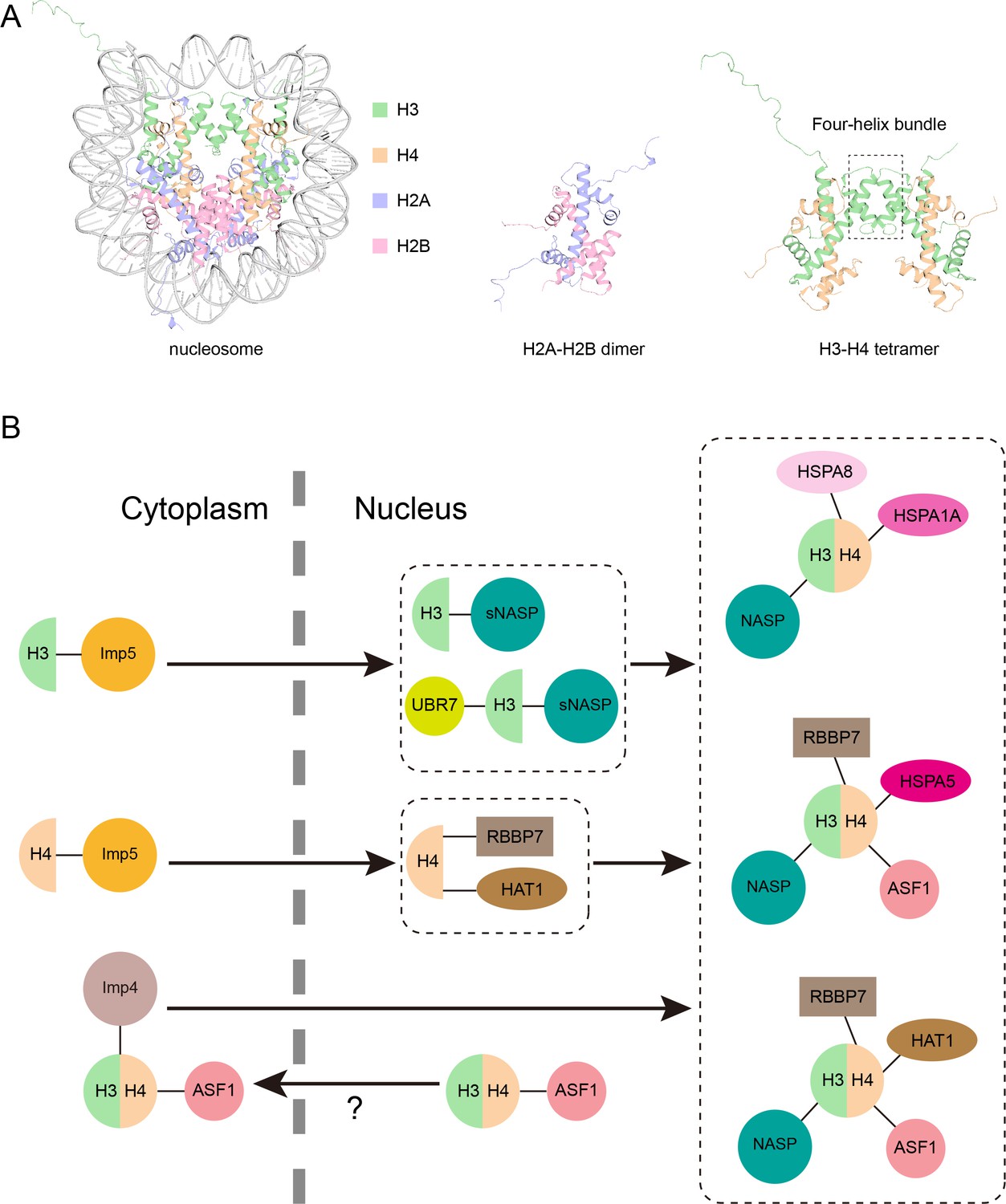 Histones A new route to the nucleus eLife