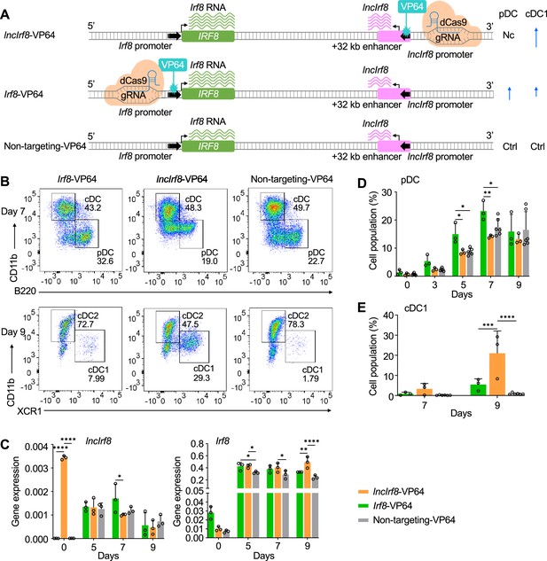 A lncRNA identifies Irf8 enhancer element in negative feedback control ...