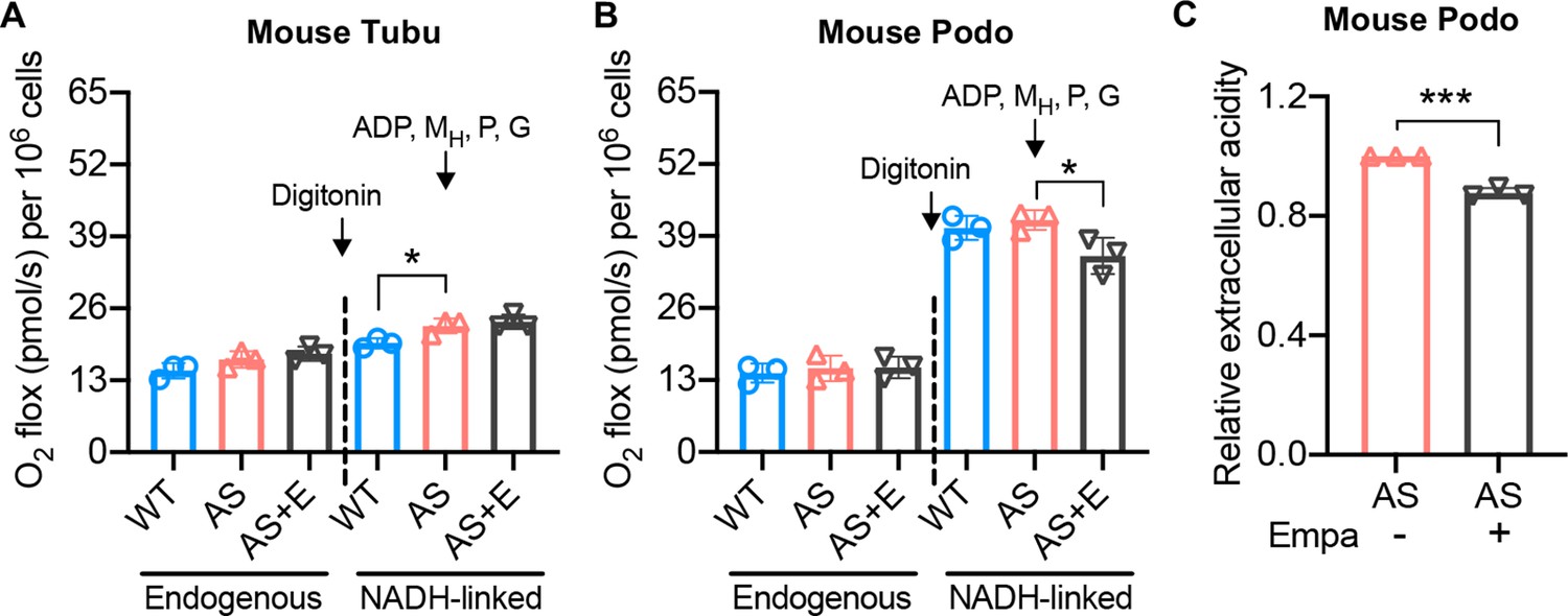 Figures and data in Empagliflozin reduces podocyte lipotoxicity in ...