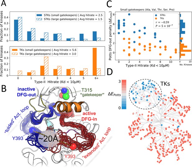 Evolutionary divergence in the conformational landscapes of tyrosine vs ...