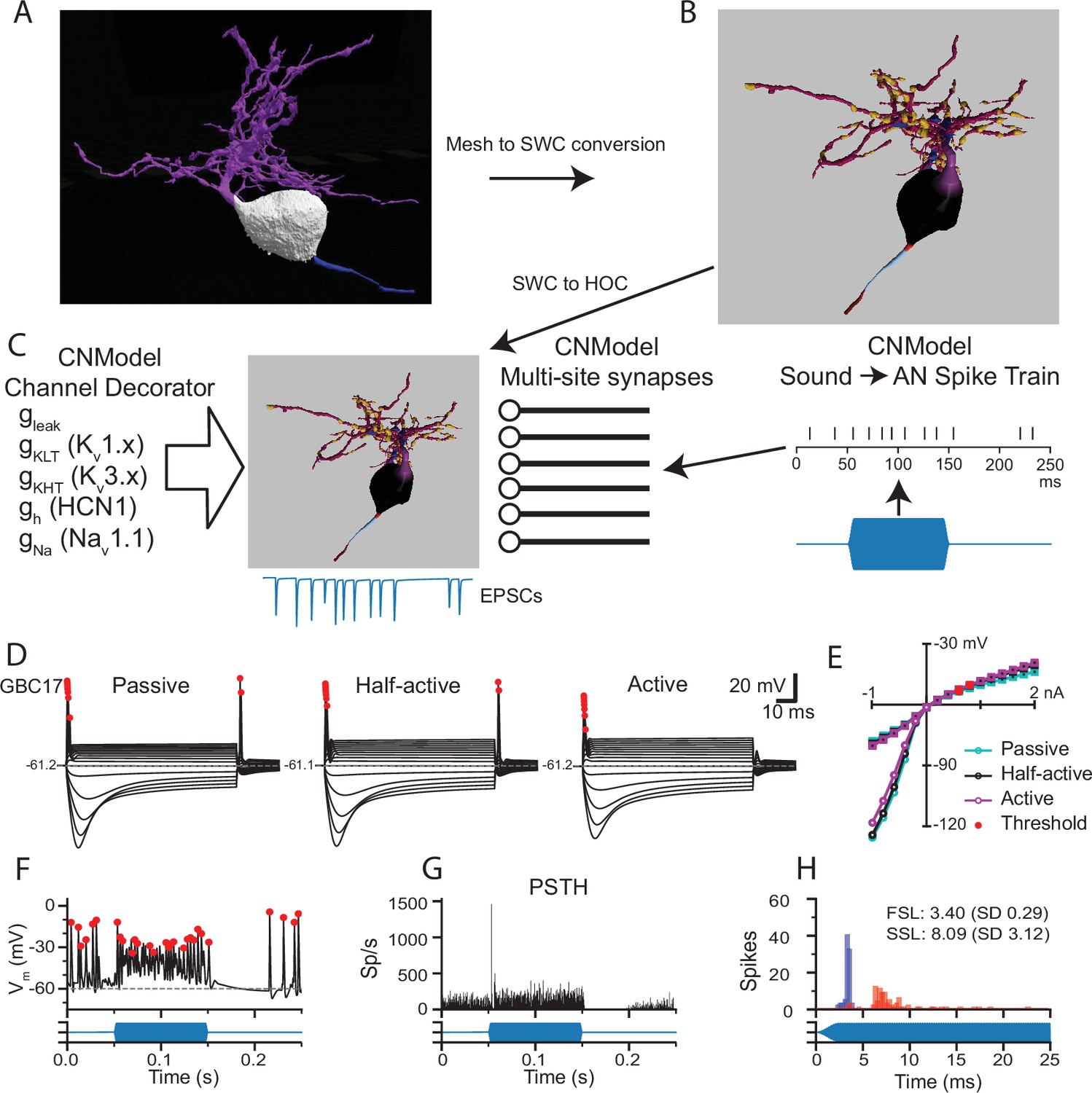 figure supplement 3: Numerically high synapse edges are distributed