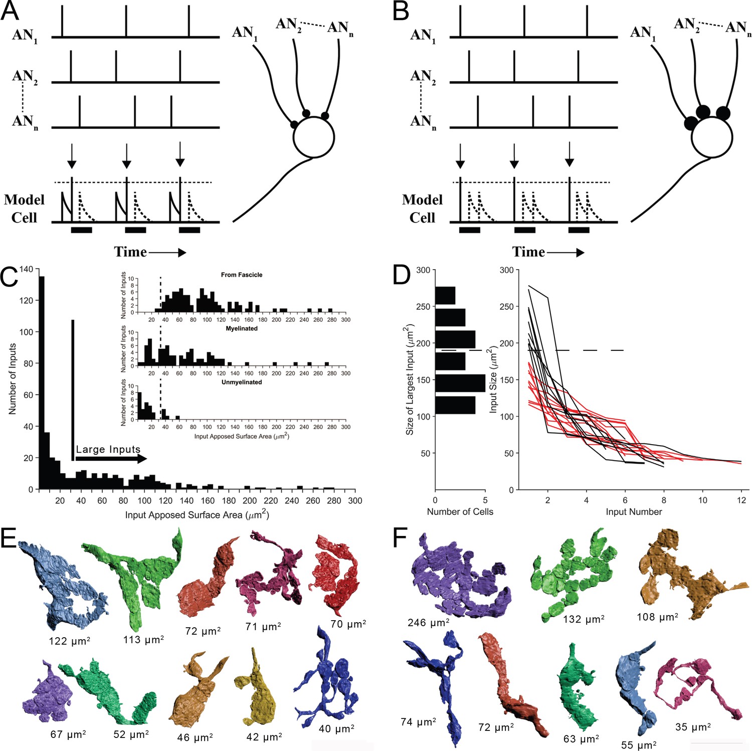 High-resolution volumetric imaging constrains compartmental models