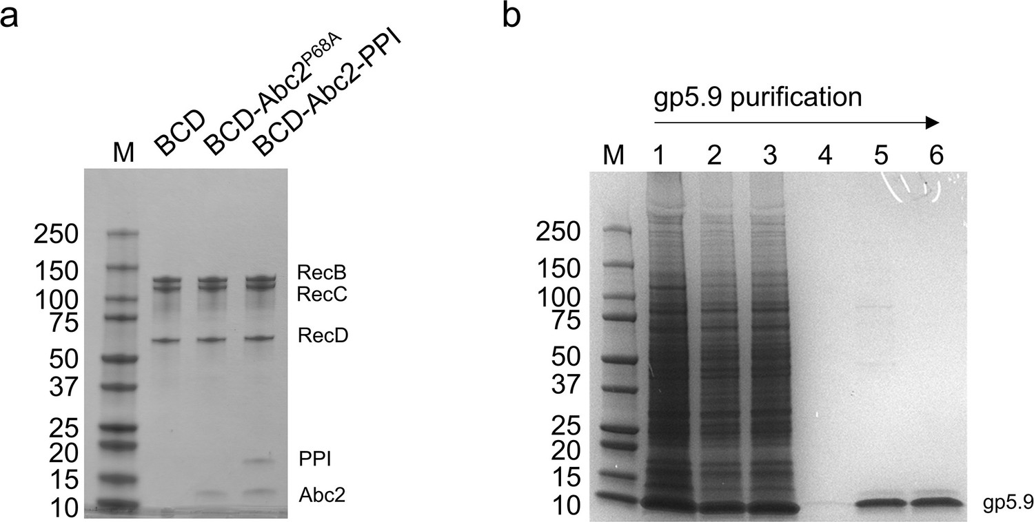 Figures And Data In Structures Of RecBCD In Complex With Phage-encoded ...