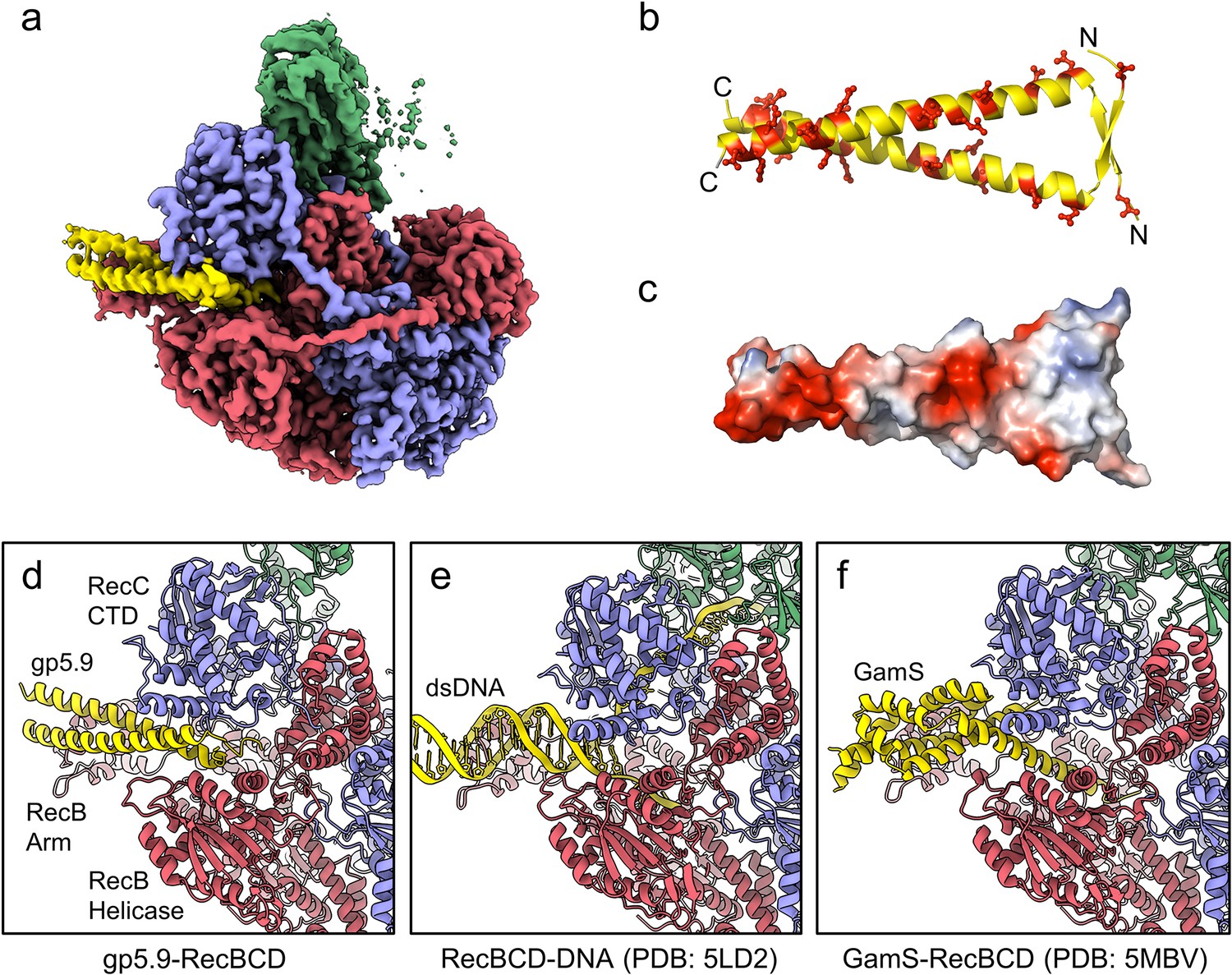 Structures Of RecBCD In Complex With Phage-encoded Inhibitor Proteins ...