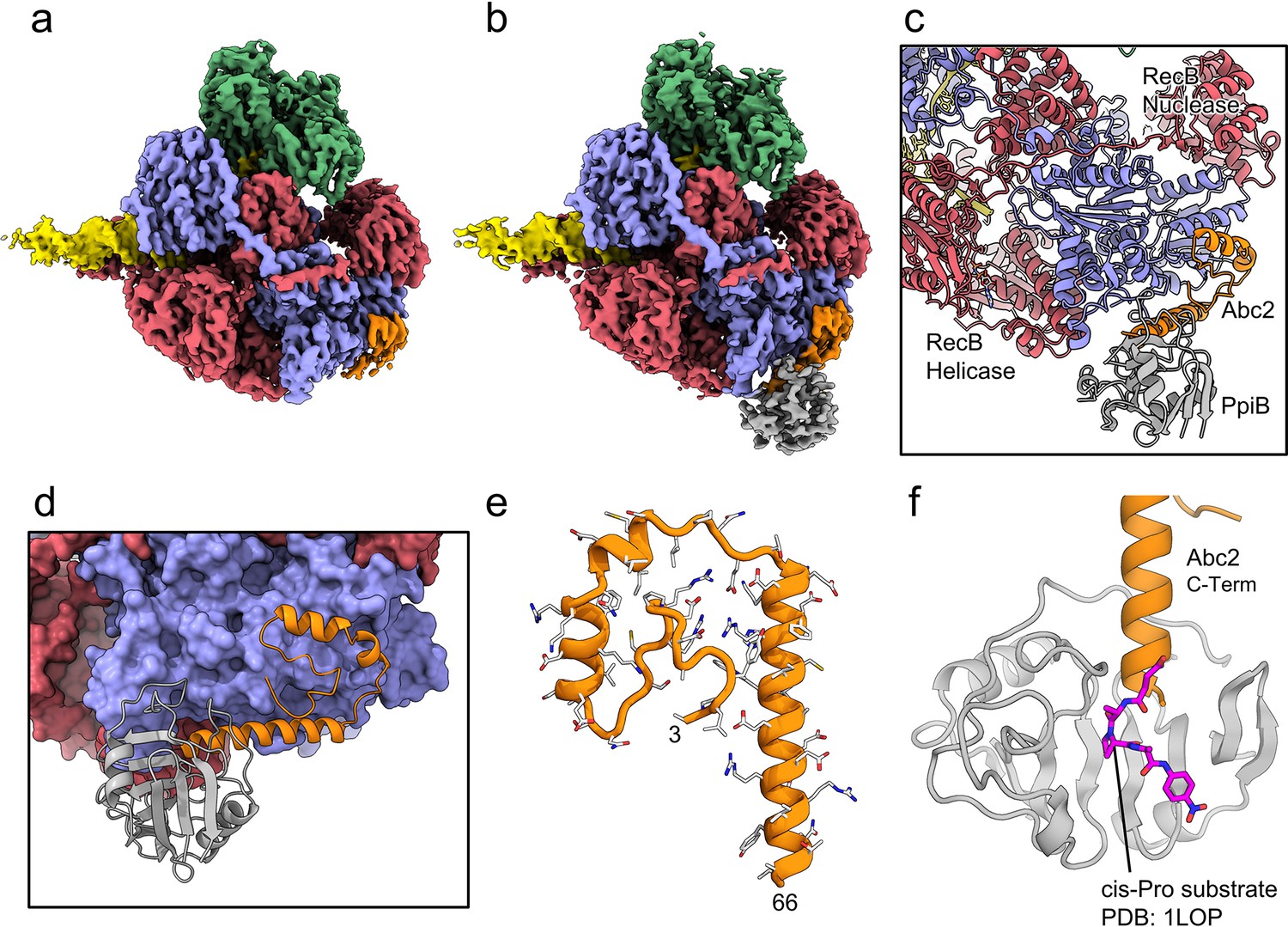 Structures Of RecBCD In Complex With Phage-encoded Inhibitor Proteins ...