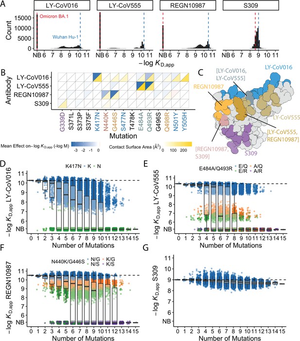 The Landscape Of Antibody Binding Affinity In SARS-CoV-2 Omicron BA.1 ...