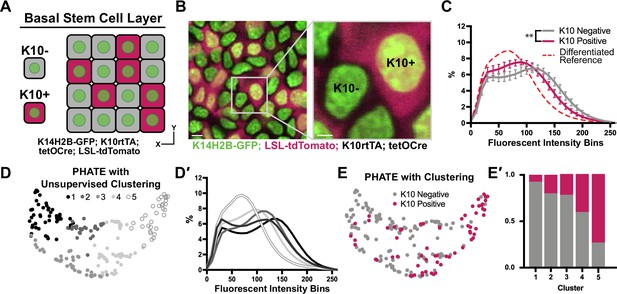 Live Imaging Reveals Chromatin Compaction Transitions And Dynamic ...